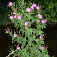 Great Willowherb
